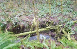 Reid Rd, Scappoose, OR 97056