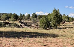 494se N Nirvana Way, Ash Fork, AZ 86320