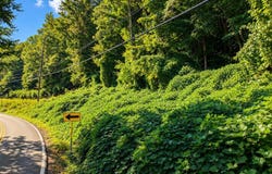 Pittman Center Rd lot: 1 & 2, Sevierville, TN 37876
