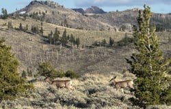 Big Timber, MT 59011