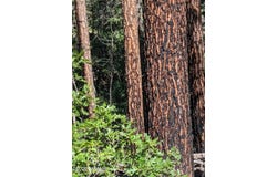 6 County Road 2073, Alpine, AZ 85920