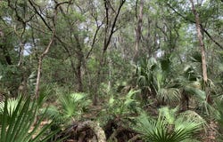 OLD WOODS Road, Interlachen, FL 32148