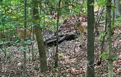 Point Road lot: 515, Westminster, SC 29693
