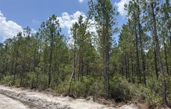 Corbitt Road lot: 8, Manor, GA 31550