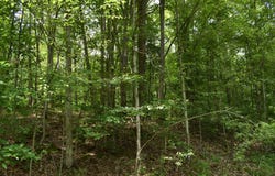 Route 346, Duke Center, PA 16729