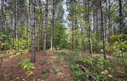 W Fork Road, Sandstone, MN 55072