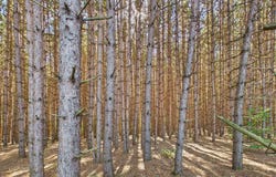 Edelweiss Drive, Bellaire, MI 49615