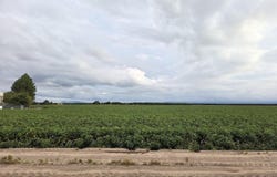 PN-408280 Alameda, Fabens, TX 79838