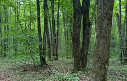 Parcel B2 Johnson Road lot: B2, Mancelona, MI 49659