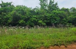 CR 175 lot: 9, GARRISON, TX 75946