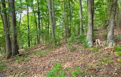 MOSQUITO Road, SIX MILE RUN, PA 16679
