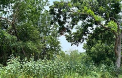 225 Knotty Pine Road, Colbert, OK 74733