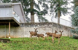 301 EDGEWOOD Dr, Silverton, OR 97381