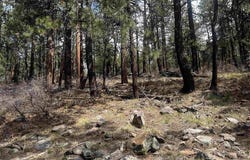 101 Pine Crest Drive, Bayfield, CO 81122
