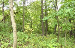 530 Rembert Court, Benton Harbor, MI 49022