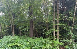 Shady Lane, Sylvan Beach, NY 13157