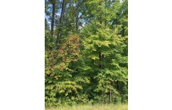 Kite Rd, Pittsview, AL 36871