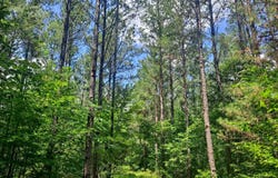 BEARD LANE, Nauvoo, AL 35578