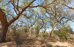 Carpenter Court, Burnet, TX 78611