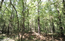 Holly Bush, Pelahatchie, MS 39145