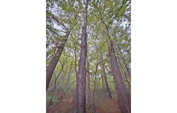Hwy 45N, Plymouth, NC 29762