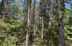 County Road 87, Winfield, AL 35594