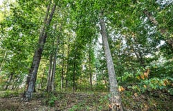 Matney Hollow Rd, Seymour, MO 65746