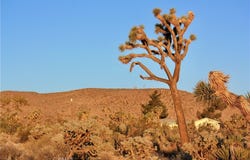 5374 Marvin Drive, Yucca Valley, CA 92284