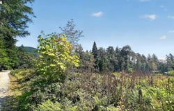 DOG CREEK Rd, Cougar, WA 98616