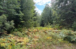 On Schwilk Road, Glidden, WI 54527