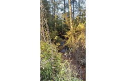 TR 008 Hwy 21E, Hemphill, TX 75948