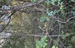 Deerfoot Lane, Greeneville, TN 37743
