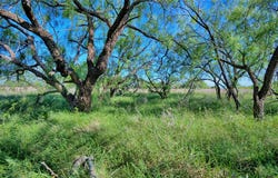 Carpenter Road, Nocona, TX 76255