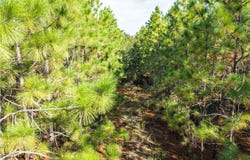 CR 349, OBrien, FL 32071