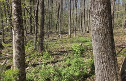 Union Road, Holland, MA 01521