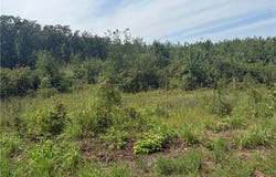 Williams Ridge Drive, Dover, AR 72837
