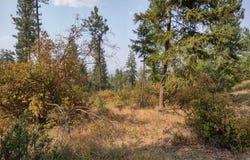 Lodgepole Ln, Elk, WA 99009
