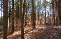 MCPHILMY RD, Glenfield, NY 13343