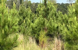 Hwy 17, Reform, AL 35481