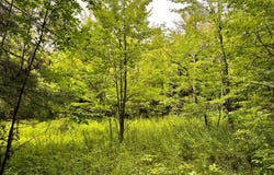 1.10 Brigham Rd, Richford, NY 13835