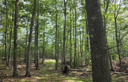 Pinnacle Road, Liberty, ME 04949