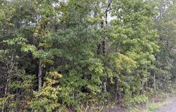 Markham Rd, Ridgeville, SC 29472