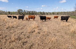 A00008 Kickapoo Road, Groveton, TX 75845