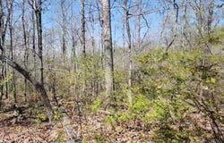 117 Chinkapin Cv, SUGAR TREE, TN 38380