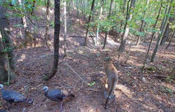 Hulsey Trail, Canton, GA 30114