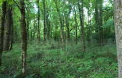 Old Port Gibson Road, Utica, MS 39175