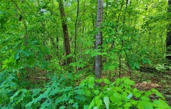 Lynden Loop, Westminster, SC 29693