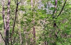 OLD BLUE RIDGE TPKE, SYRIA, VA 22743
