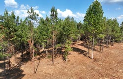 L.V. Road, Wadley, AL 36276