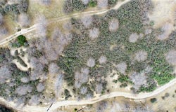 walnut, Cedar Glen, CA 92321